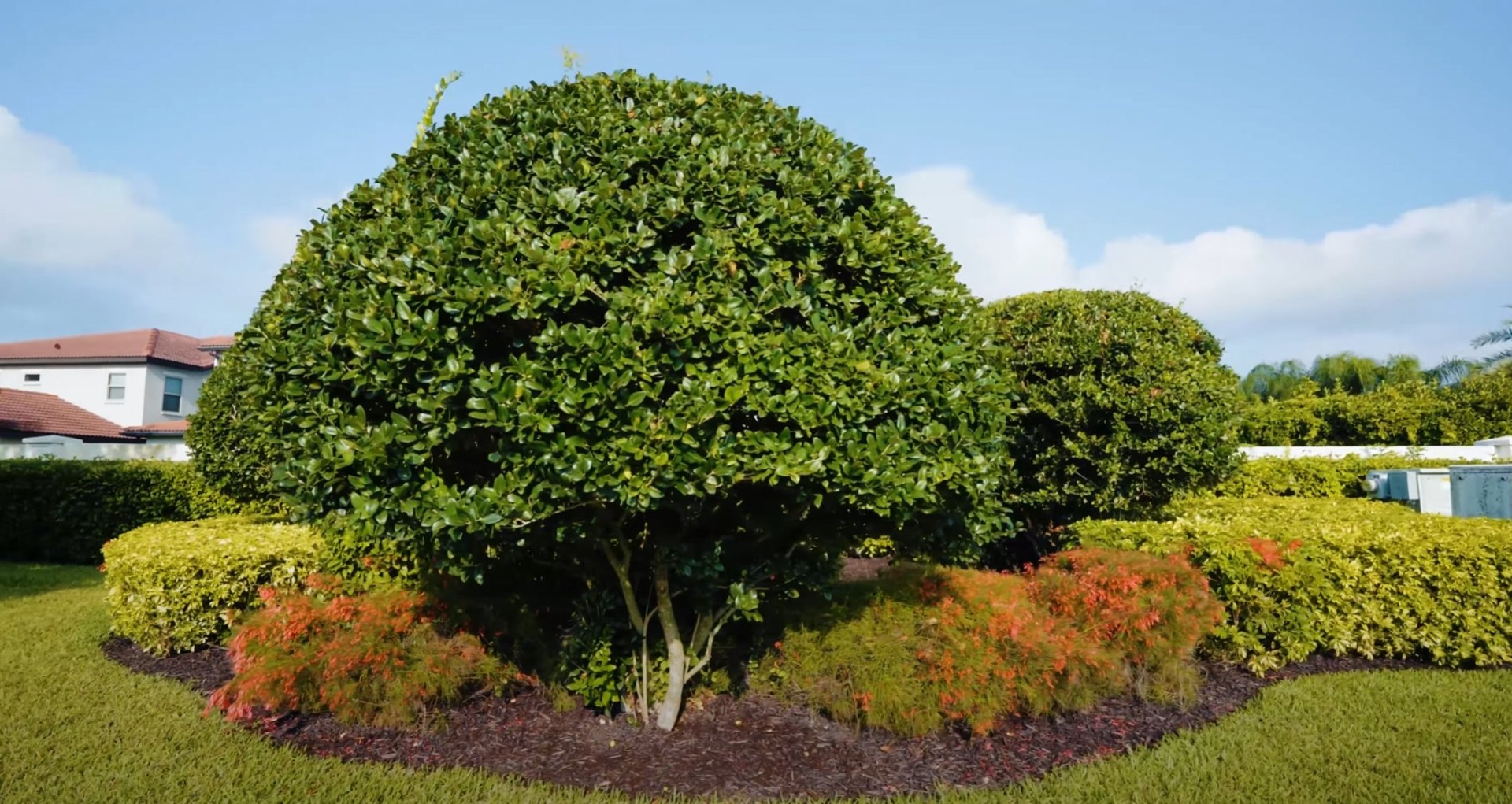 Professional lawn mowing and maintenance services for healthy, green grass Well-maintained lawn with professional landscaping and colorful seasonal plantings