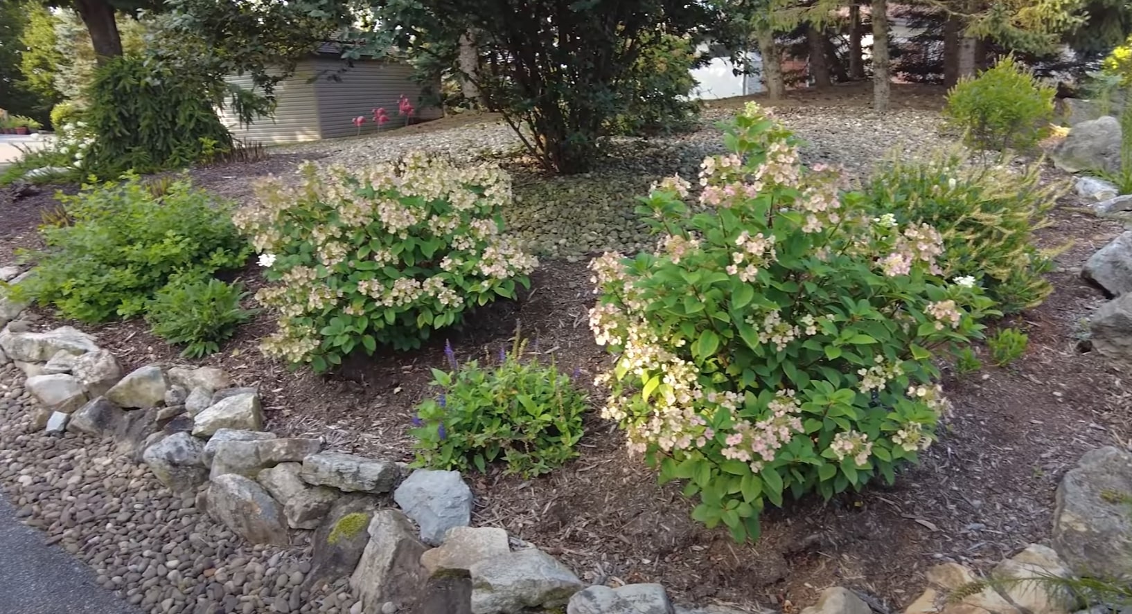 Native landscape design featuring seasonal blooms and natural stone elements Natural landscape with flowering shrubs, mulched beds, and stone accents